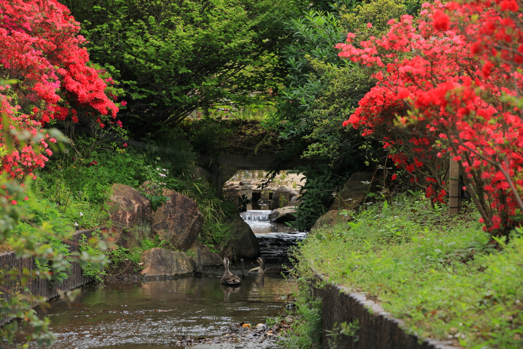 躑躅が迎える水路、そして鴨