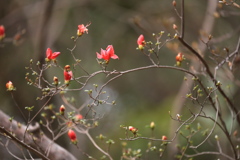花の妖精 花の妖精