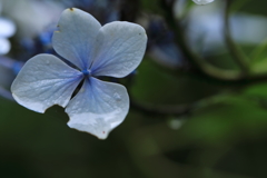 濡れ紫陽花