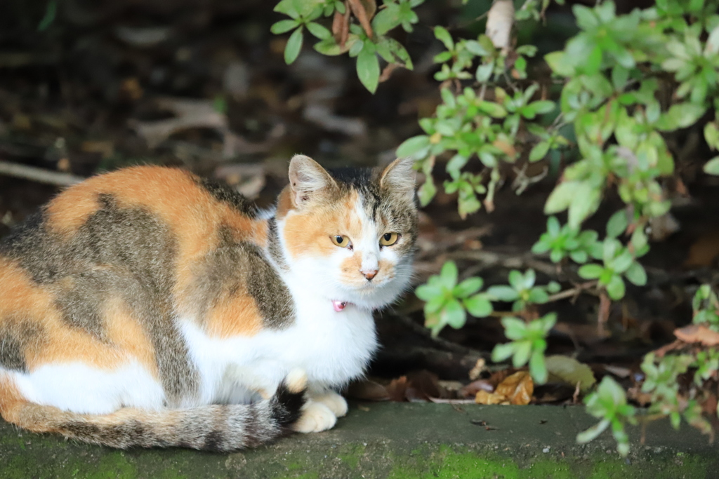 木の葉の陰から　その２