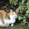 木の葉の陰から　その２