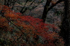 晩秋の紅葉