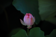 葉をかき分けて