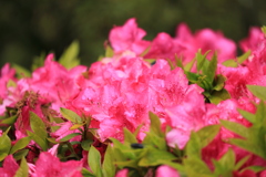 ピンクの花園 ピンクの花園