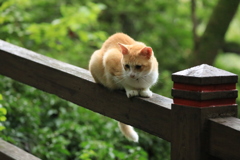 欄干にて