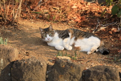 横たわって