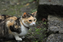 石段のそばにて