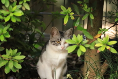 木の葉の陰から　その３