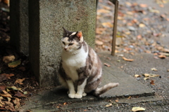 柱のそばにて
