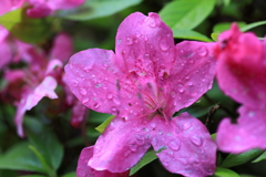 ある雨上がりに ある雨上がりに