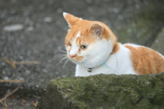 岩陰から