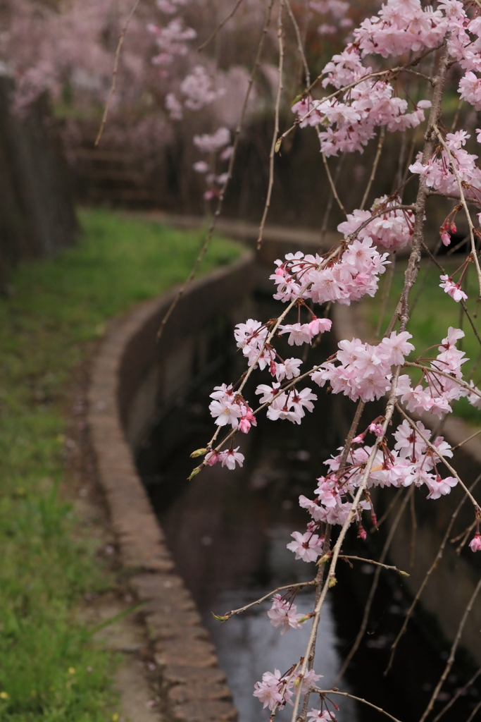 水辺のしだれ桜