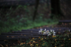 道べの灯火