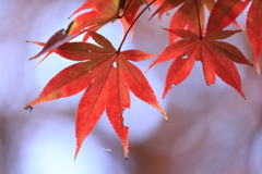 木漏れ日の中で