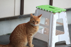 跳び箱、跳べるかな？