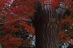 　大樹に守られる秋