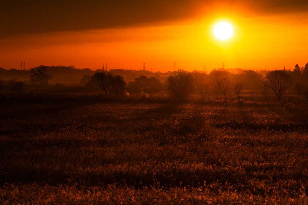 ススキのざわめき