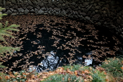 水辺に浮かぶ枯葉