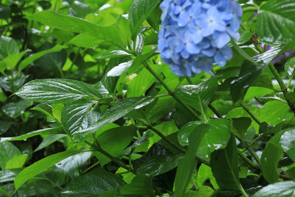 気持ちいい雨