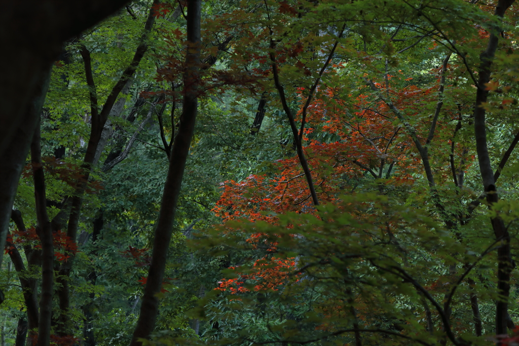 木陰から覗く秋