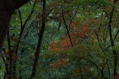 木陰から覗く秋