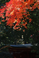 屋根の上の秋