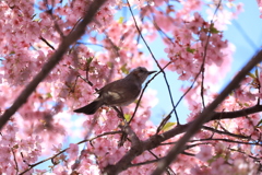 鳥と河津桜