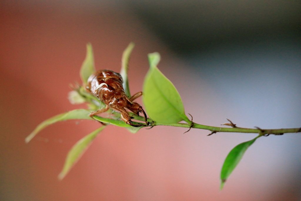 夏の抜け殻