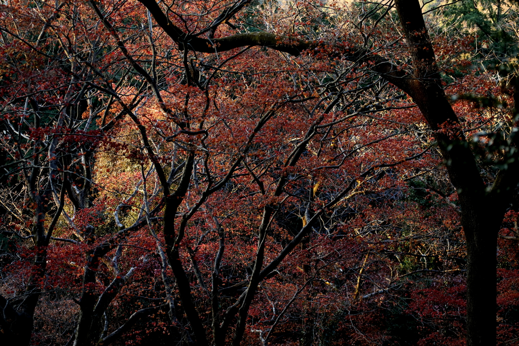 晩秋の紅葉　３