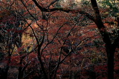 晩秋の紅葉　３