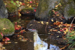 水辺に降り積もる秋