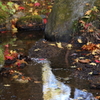 水辺に降り積もる秋
