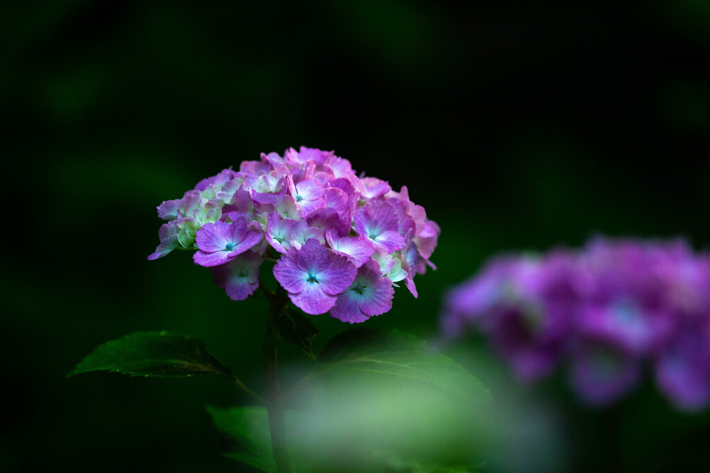 追われて