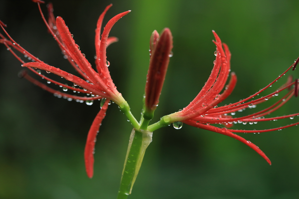 雨にも負けないぞ