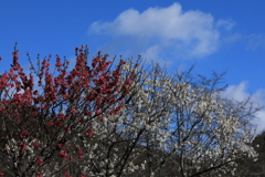 雲と紅白入り混じる
