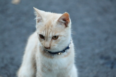 紺の首輪の子 その2 紺の首輪の子 その2