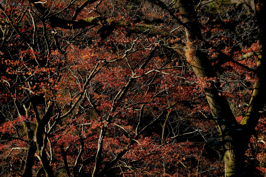 なごり紅葉 ６