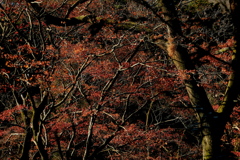 なごり紅葉 ６