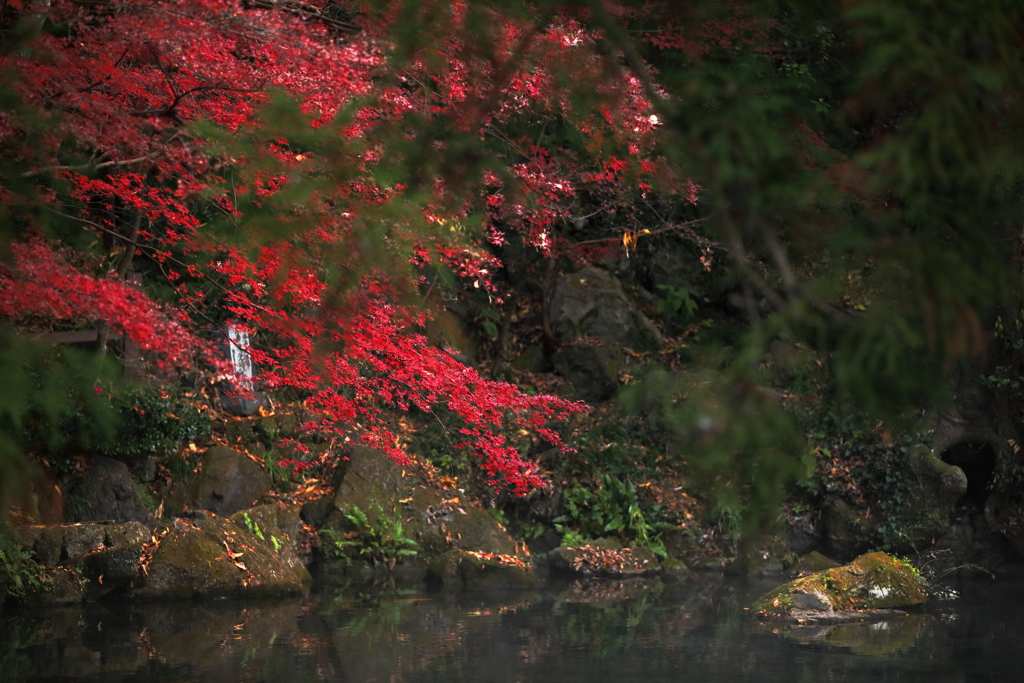 池の上の紅葉