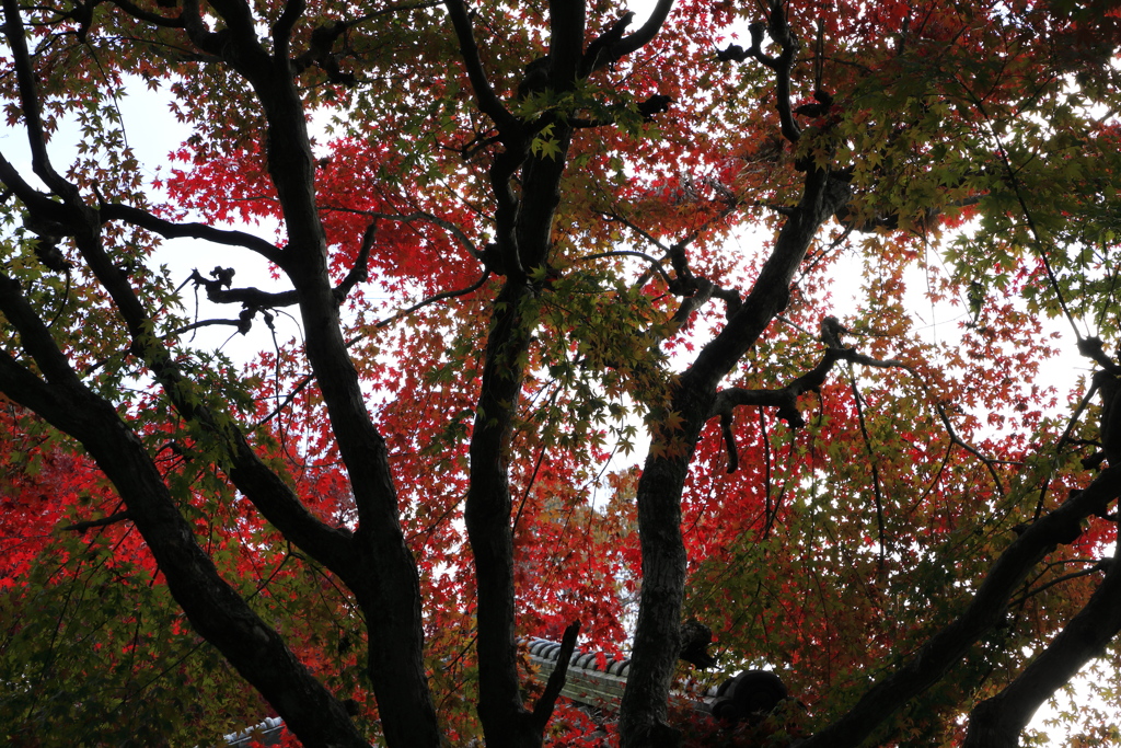 雄々しく燃える