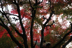 雄々しく燃える