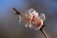 一枝に