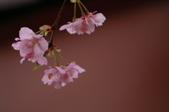 雨に唄えば