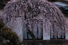 しだれ梅