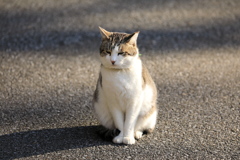 ひっそりと