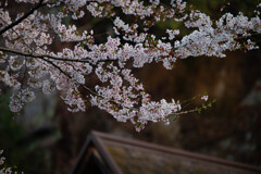 屋根の上の桜模様