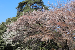 桜と松