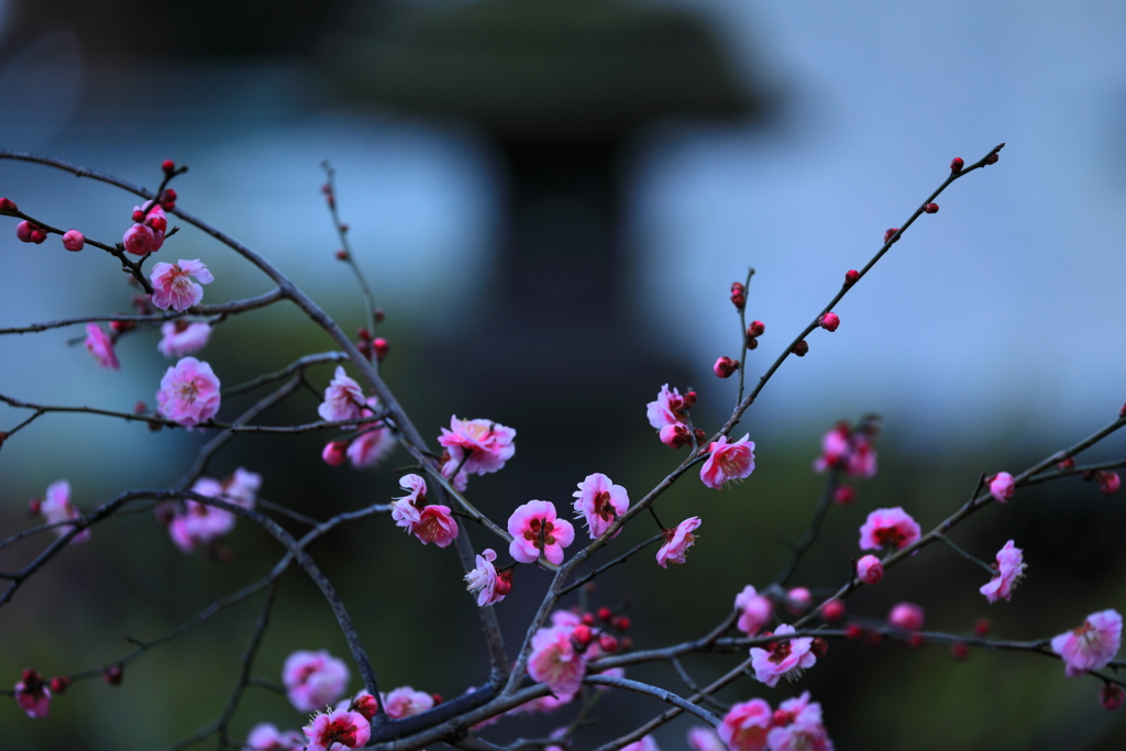 石灯籠の前の紅