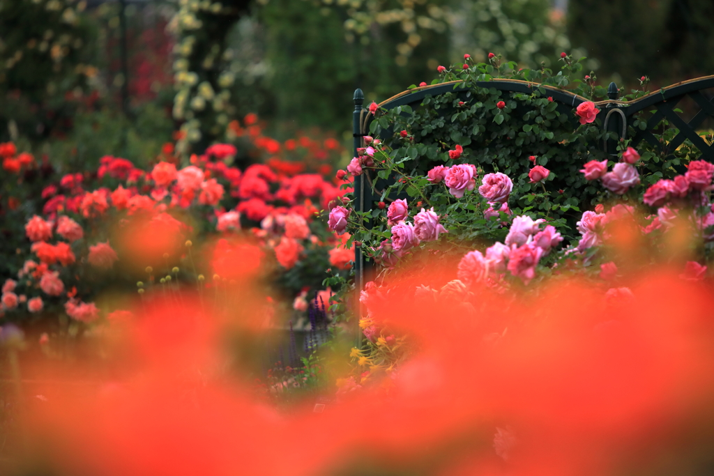 緋色の向こうの薔薇達