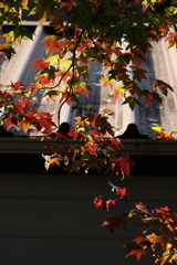 秋まだら